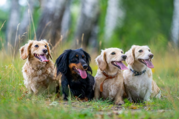 6 Dog Breeds That Are Retrievers