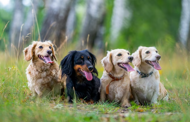 6 Dog Breeds That Are Retrievers