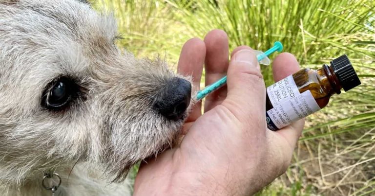 Dog CBD Oil