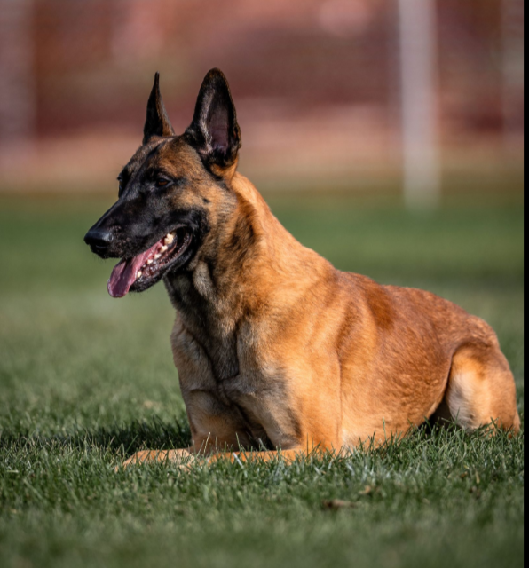 Belgian Malinois Protection Dog for Sale