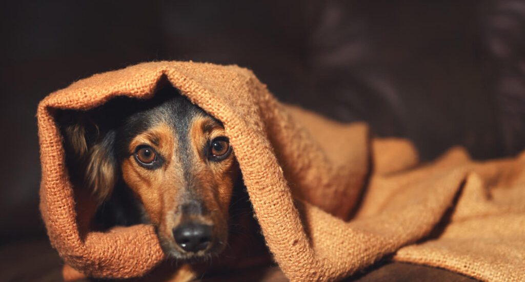 Anxiety in Dogs