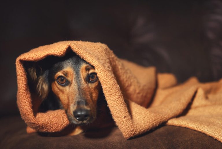 Anxiety in Dogs