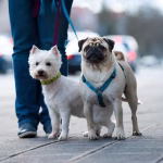 West-Highland-White-Terrier-and-Pug-on-a-walk-in-the-city