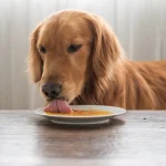 10-Healthy-Liquid-Dog-Food-Options-Your-Dog-Will-Love_380bf357-07b4-4ac0-be53-d2bb01834d55