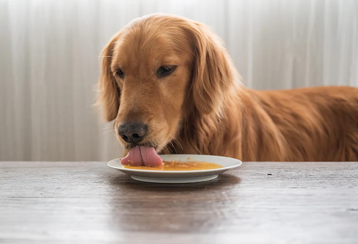 10-Healthy-Liquid-Dog-Food-Options-Your-Dog-Will-Love_380bf357-07b4-4ac0-be53-d2bb01834d55