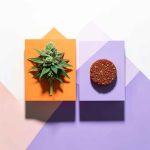 CBD (9)_11zon